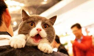 亚洲宠物展 亚洲宠物展